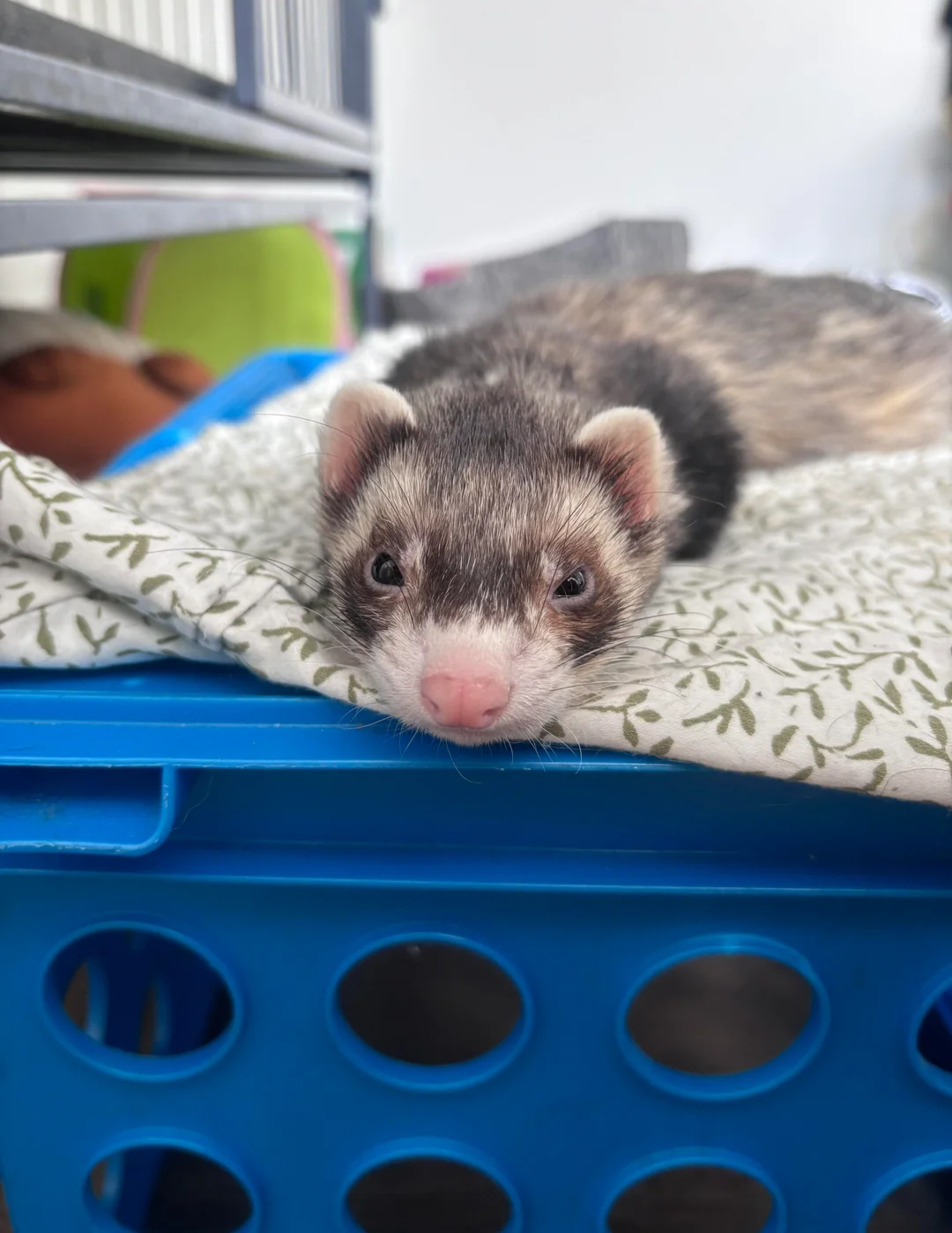 ferret png